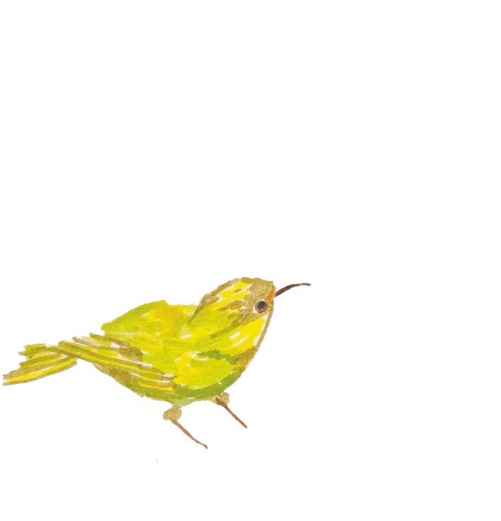 鳥のイラスト